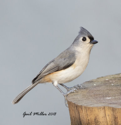 Tufted Titmouse