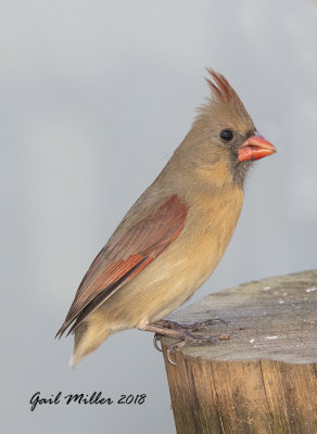 Northern Cardinal, female
Sans her tail!!