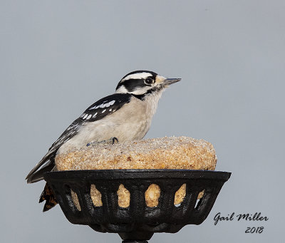 Downy Woodpecker