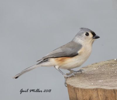 Tufted Titmouse