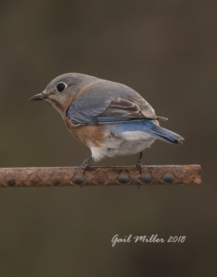 Eastern Bluebird, female