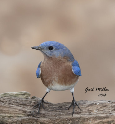 Eastern Bluebird, male