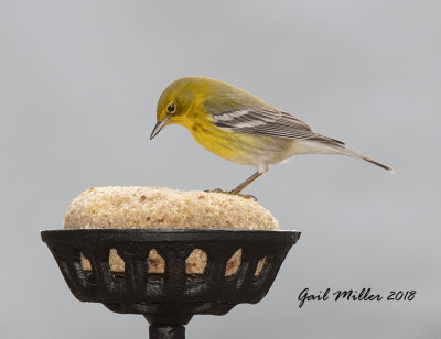 Pine Warbler