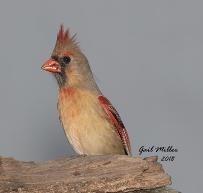 Northern Cardinal, female.
