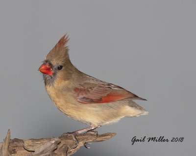 Northern Cardinal, female.
Sans her tail :-) 