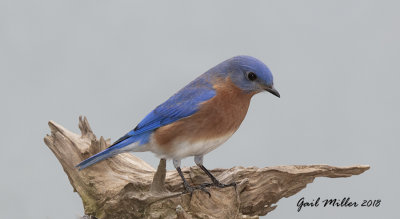 Eastern Bluebird, male