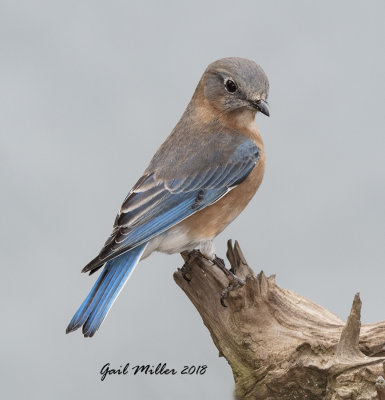 Eastern Bluebird, female