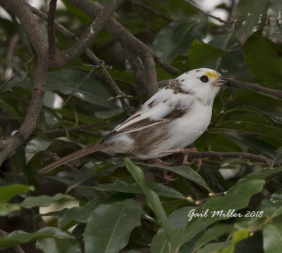 Partially leucistic White-throated Sparrow
It came to my property last Winter and returned again this Winter!