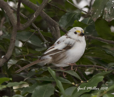 Partially leucistic White-throated Sparrow
It came to my property last Winter and returned again this Winter!