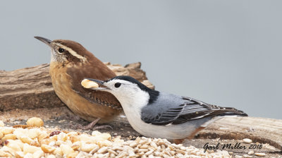 Carolina Chickadee and White-breasted Nuthatch