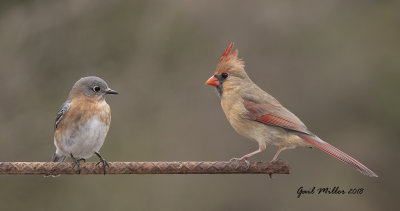 Eastern Bluebird, female and Northern Cardinal, female.