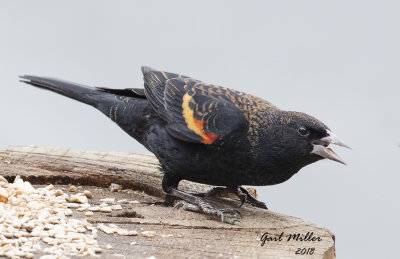 Red-winged Blackbird