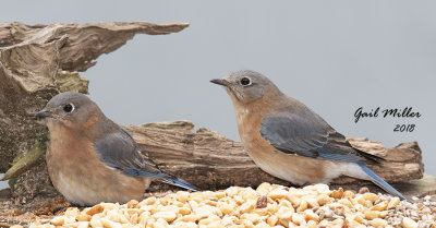 Eastern Bluebird, females