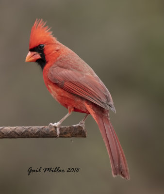 Northern Cardinal, male