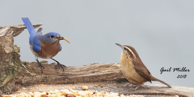 Eastern Bluebird, male and Carolina Wren