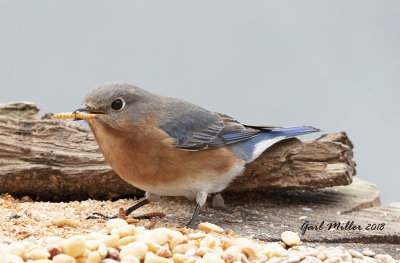 Eastern Bluebird
They like the live mealworms that I put out. 