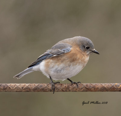 Eastern Bluebird, female