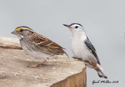 White-throated Sparrow and White-breasted Nuthatch