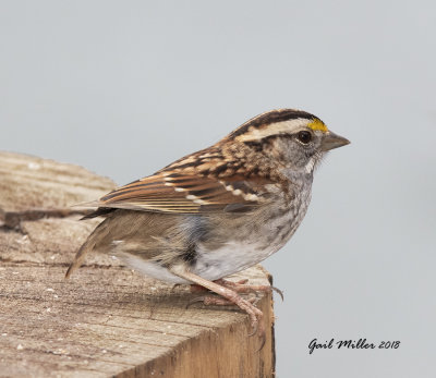 White-throated Sparrow
Sans a tail