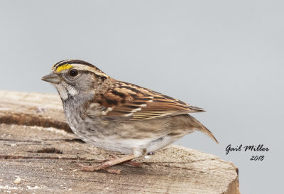White-throated Sparrow
Sans a tail
