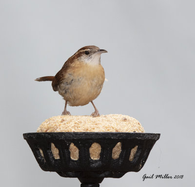 Carolina Wren