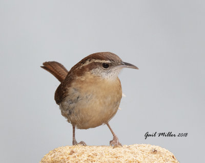 Carolina Wren