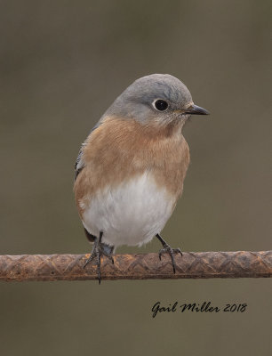 Eastern Bluebird, female