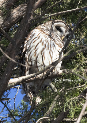 Barred Owl on my property. 