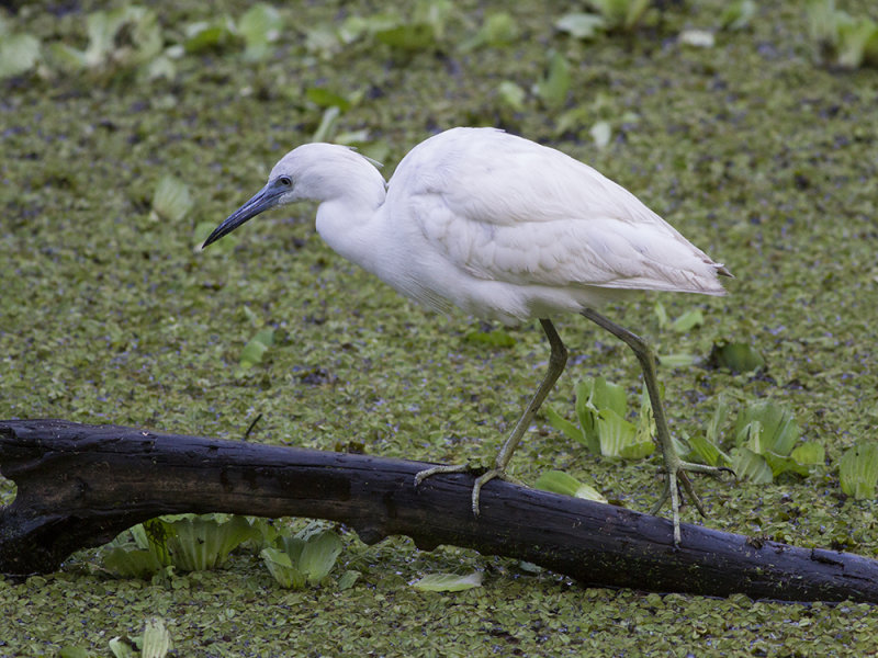 Little Blue Heron (Egretta caerulea) Blhger