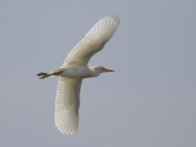 Western Cattle Egret (Bubulcus ibis) Kohger