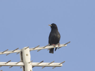 Spotless Starling (Sturnus unicolor) Svartstare