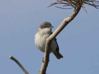 Lesser Whitethroat (Sylvia curruca) rtsngare