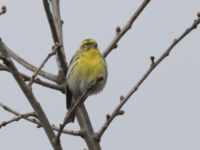 European Serin (Serinus serinus) Gulhmpling 