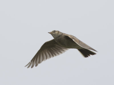 Eurasian Skylark (Alauda arvensis) Sånglärka