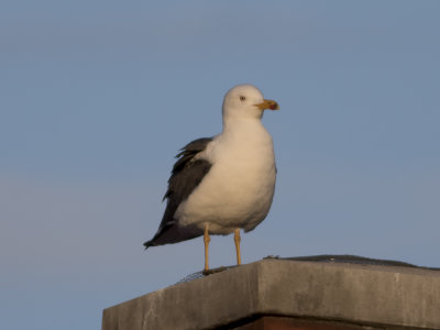 Lesser Black-backed Gull (Larus fuscus) Silltrut