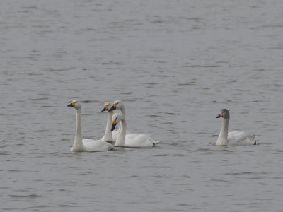 Tundra Swan (Cygnus columbianus) Mindre sångsvan
