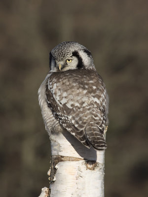Northern Hawk-Owl (Surnia ulula) Hkuggla