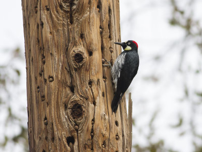 Acorn Woodpecker (Melanerpes formicivorus) Samlarspett