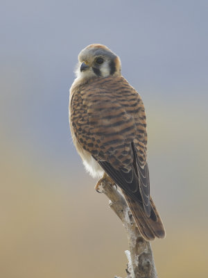 American Kestrel (Falco sparverius) Sparvfalk