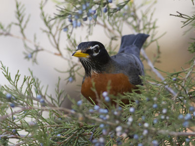 American Robin (Turdus migratorius) Vandringstrast