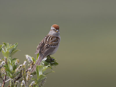 American Tree Sparrow (Spizelloides arborea) Tundrasparv