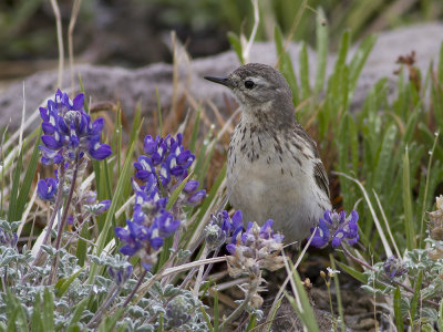American (Buff-bellied) pipit (Anthus rubescens) Hedpiplrka
