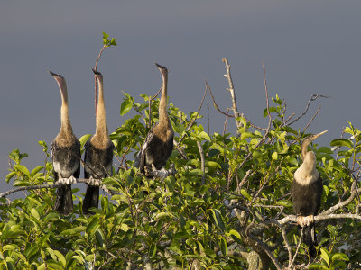 Anhinga (Anhinga anhinga) Amerikansk ormhalsfgel