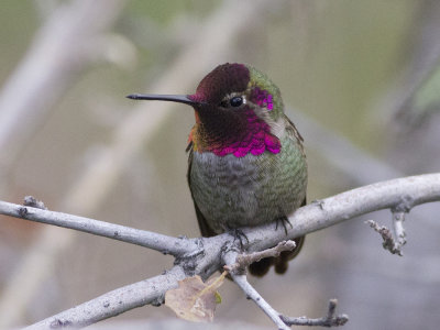 Anna's Hummingbird (Calypte anna) Annas kolibri