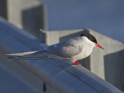 Arctic Tern (Sterna paradisaea) Silvertrna