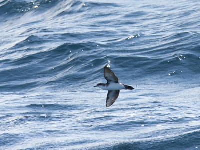 Audubon Shearwater (Puffinus lherminieri) Audubonlira