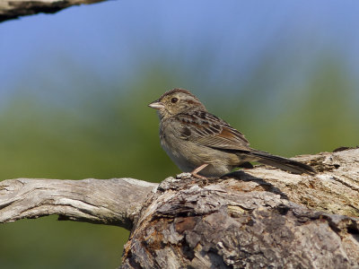 Bachman's Sparrow (Peucaea aestivalis) Bachmansparv
