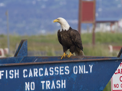 Bald Eagle (Haliaeetus leucocephalus) Vithvdad havsrn