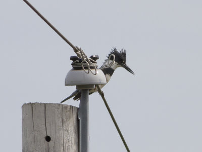 Belted Kingfisher (Megaceryle alcyon) Blteskungsfiskare