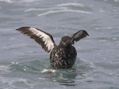 Black Guillemot (Cepphus grylle) Tobisgrissla